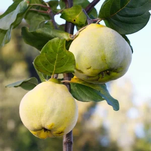 Coing pomme Aromatnaya ou Krimsk